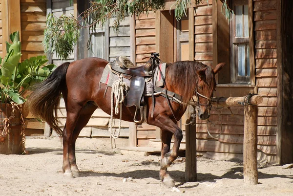 Кінь перед дерев'яним будинком — стокове фото