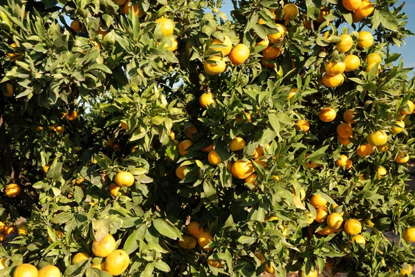 Pomeranče ve Španělsku — Stock fotografie