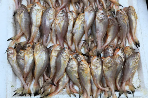 Peixes no mercado em Shanghai, China — Fotografia de Stock