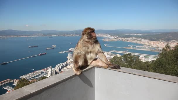 Gimonkey op de top van de rots in gibraltar — Stockvideo