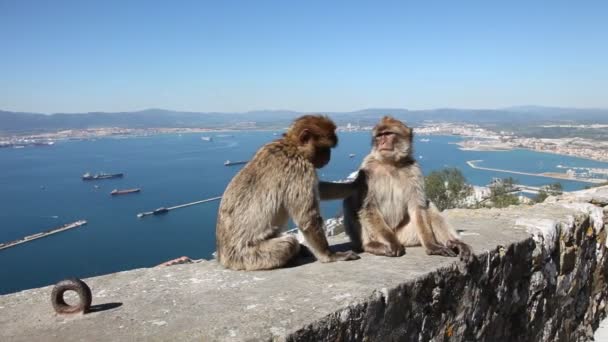 Apen in gibraltar — Stockvideo