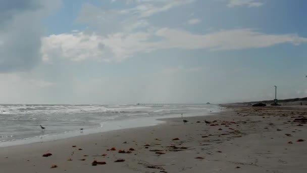 パドレ島のビーチ。テキサス州、アメリカ合衆国 — ストック動画