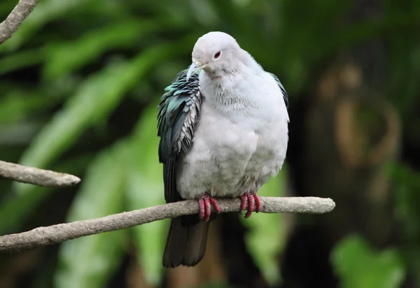 Common pigeon on a branch — Stock Photo, Image