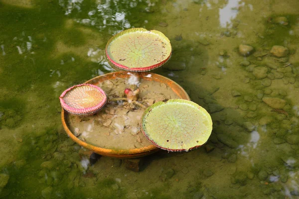 Lily pads floating in a lake — Stock Photo, Image