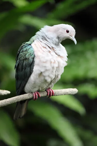 Обыкновенный голубь на ветке — стоковое фото