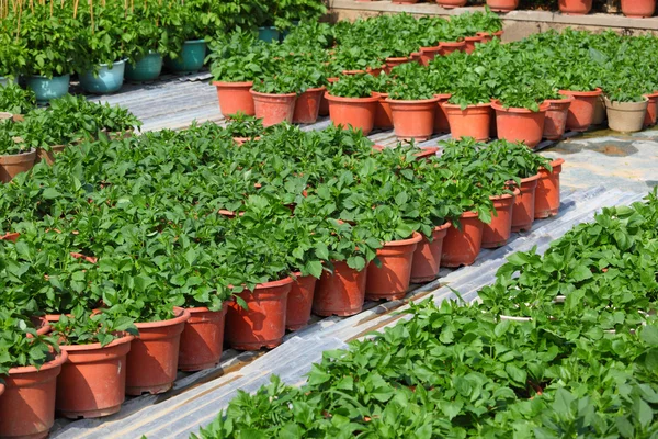 市場庭の植木鉢 — ストック写真