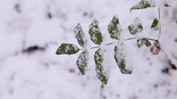 多雪的冬季森林 — 图库视频影像
