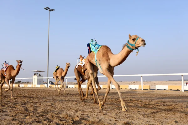 Corrida de camelos no Qatar, Oriente Médio — Fotografia de Stock