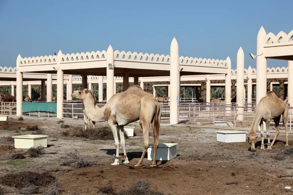 Granja de camellos en Bahréin, Oriente Medio — Foto de Stock