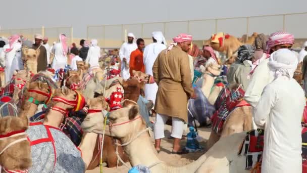 Бедуины со своими верблюдами — стоковое видео