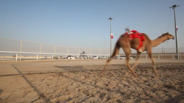 Tor wyścigów wielbłądów w Katarze — Wideo stockowe