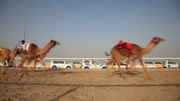 Corrida de camelos em Doha, Qatar — Vídeo de Stock