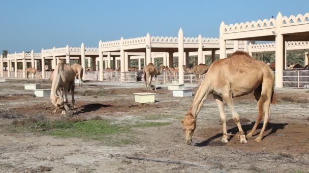Camel farm — Stock Video