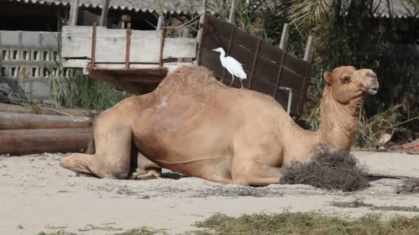 White bird cleaning camels fur — Stock Video