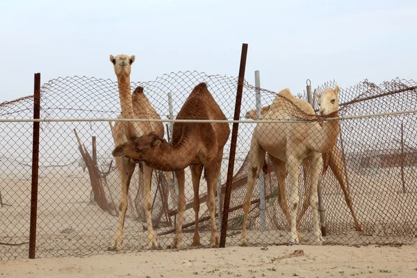 Camellos dromedarios detrás de una cerca. Qatar, Oriente Medio — Foto de Stock