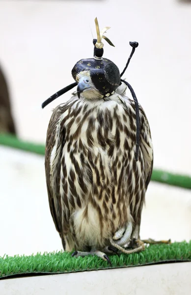 Falcon venta en Souq Waqif, Doha, Qatar, Medio Oriente —  Fotos de Stock