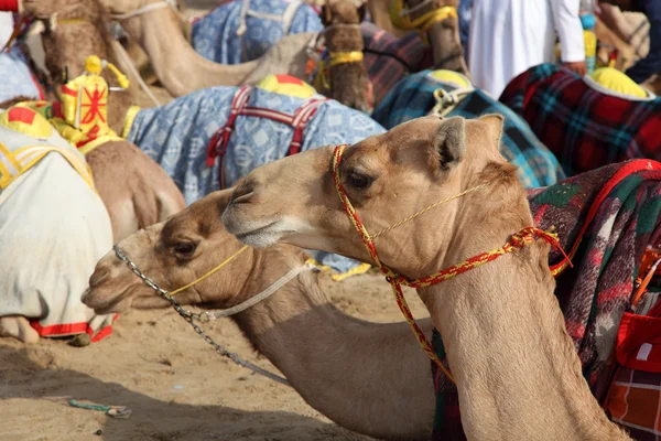 Camelos de corrida em Doha, Qatar, Médio Oriente — Fotografia de Stock