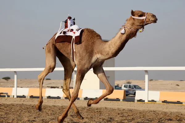 Традиционная верблюжья гонка в Дохе, Катаре, на Ближнем Востоке — стоковое фото