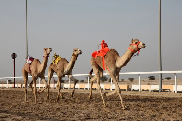 Tradizionale gara di cammelli a Doha, Qatar, Medio Oriente — Foto Stock