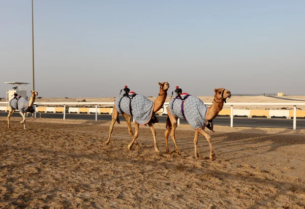 Traditionele camel race in doha, qatar, Midden-Oosten — Stockfoto