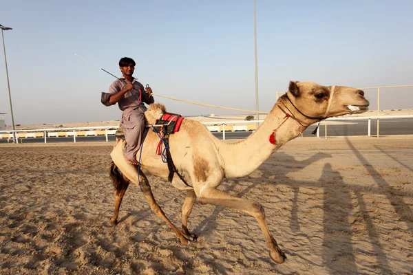 Allenatore di cammelli da corsa in sella al suo dromedario a Doha, Qatar, Medio Oriente — Foto Stock