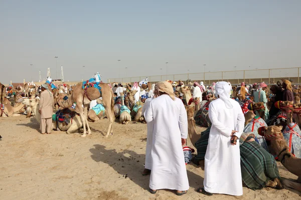 Beduínos com seus camelos de corrida em Doha, Qatar, Oriente Médio — Fotografia de Stock