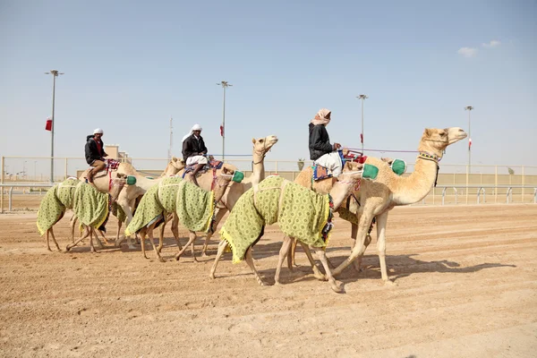 Beduinos con sus camellos de carreras en Doha, Qatar, Oriente Medio — Foto de Stock