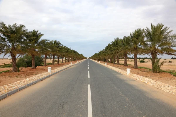 Allée avec palmiers dattiers au Qatar, Moyen-Orient — Photo