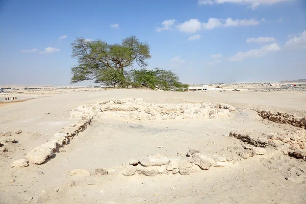 Der Baum des Lebens in der Wüste Bahrain, Naher Osten — Stockfoto