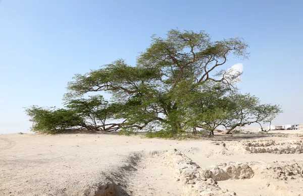 Der Baum des Lebens in der Wüste Bahrain, Naher Osten — Stockfoto
