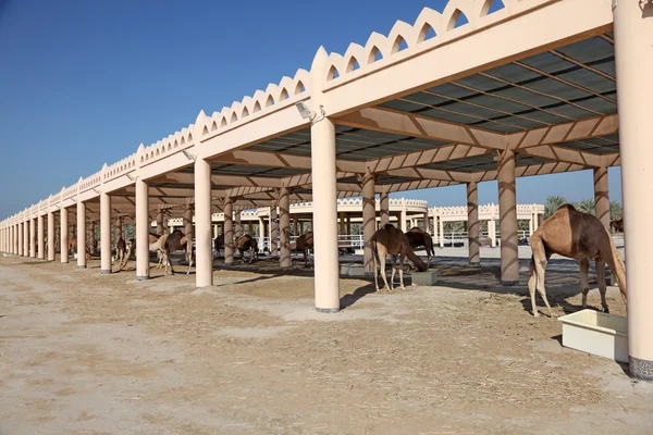 Fattoria di cammelli in Bahrein, Medio Oriente — Foto Stock