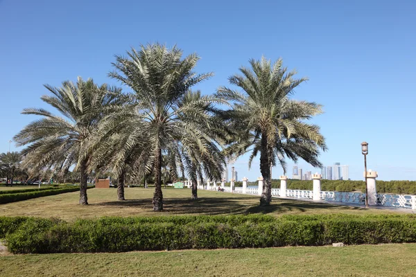 Palmbomen op de corniche in abu dhabi, Verenigde Arabische Emiraten — Stockfoto