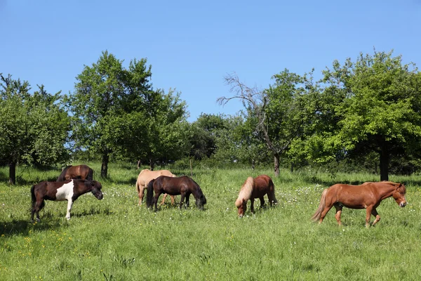 Cavalos em um prado — Fotografia de Stock