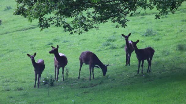 Herd of young deer — Stock Video