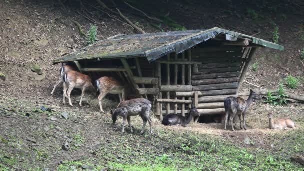 Cabana de madeira para animais — Vídeo de Stock