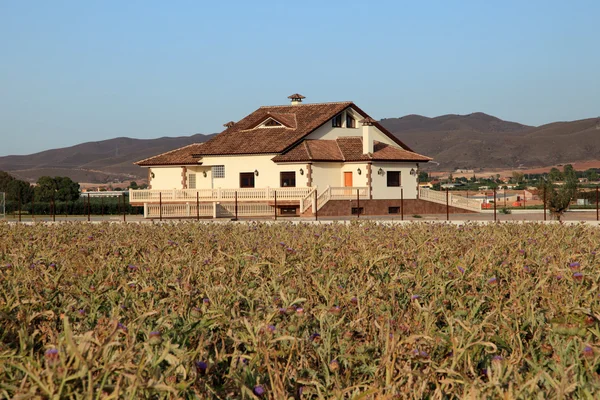 Casa rural con plantación de alcachofa en primer plano —  Fotos de Stock