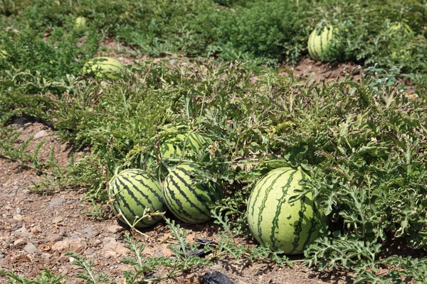 Watermelons on the watermelon plantation — Stock Photo, Image