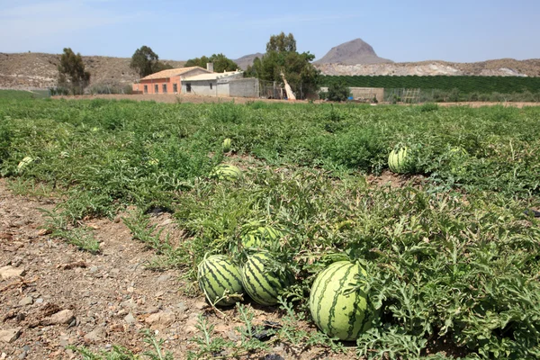 Melancias na plantação de melancia em Espanha — Fotografia de Stock