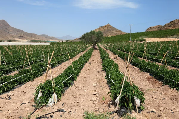 Plantación de pimentón verde en el sur de España —  Fotos de Stock