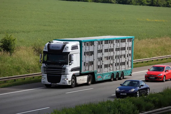 Camion de transport d'animaux sur l'autoroute en Allemagne — Photo