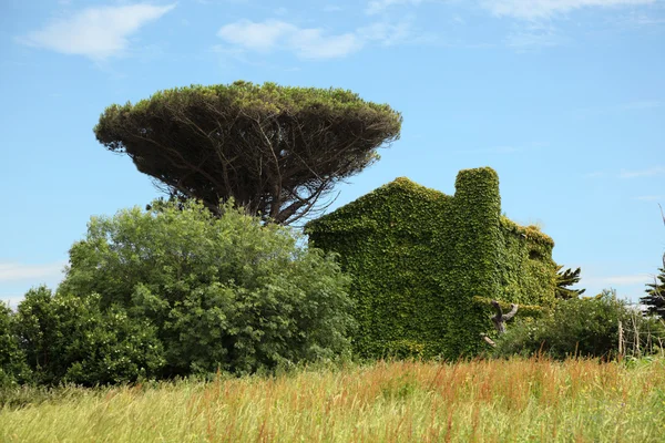 Kır evi tamamen Ivy ile kaplı. Santander, cantabria, İspanya — Stok fotoğraf