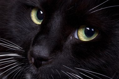 yurt içi kara kedi s yüz portre
