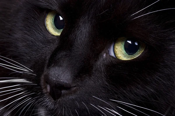 Black domestic cat s face closeup — Stock Photo, Image