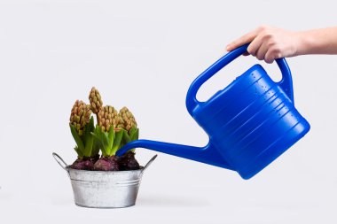 el bir saksı çiçek sulama