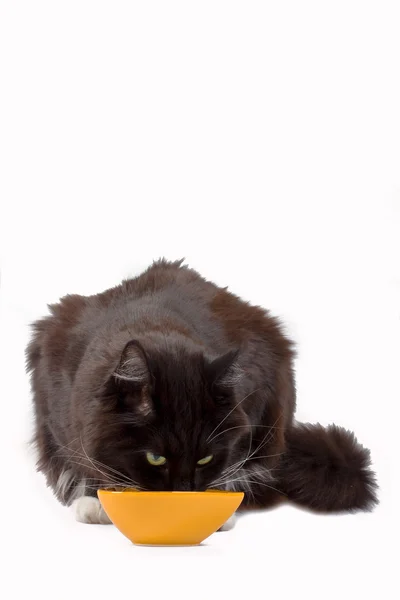 Black cat drinking froma yellow bowl — Stock Photo, Image