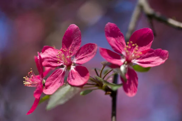 Closeup Fruit Tree Blooming — Stock Photo, Image