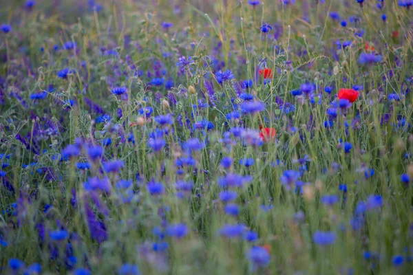 Closeup Cornflowers Poppies Field — Stock Photo, Image