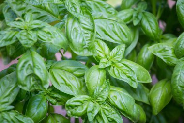 Taze bazilika yapraklarına yakın çekim