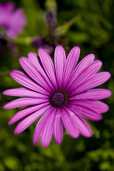 Fechar Uma Margarida Roxa — Fotografia de Stock