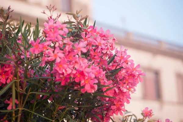 Closeup Desert Rose Adenium Obesum — Stock Photo, Image